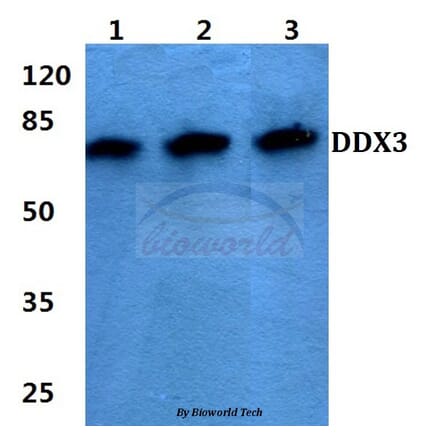 Anti-DDX3 (L318) Antibody from Bioworld Technology (BS1629) - Antibodies.com