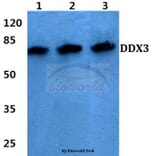 Anti-DDX3 (L318) Antibody from Bioworld Technology (BS1629) - Antibodies.com