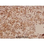 Anti-DDX3 (L318) Antibody from Bioworld Technology (BS1629) - Antibodies.com