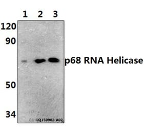 Anti-p68 RNA Helicase (N589) Antibody from Bioworld Technology (BS1630) - Antibodies.com