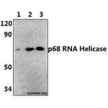 Anti-p68 RNA Helicase (N589) Antibody from Bioworld Technology (BS1630) - Antibodies.com