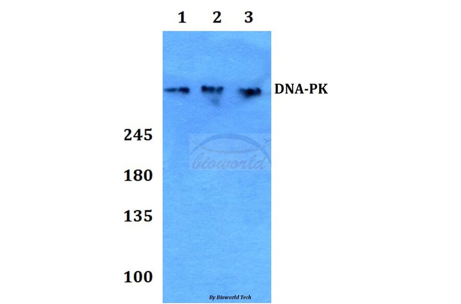 Anti-DNA-PK (Y2052) Antibody from Bioworld Technology (BS1634) - Antibodies.com