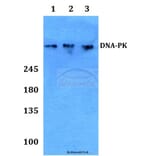 Anti-DNA-PK (Y2052) Antibody from Bioworld Technology (BS1634) - Antibodies.com