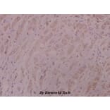Anti-DNA-PK (Y2052) Antibody from Bioworld Technology (BS1634) - Antibodies.com