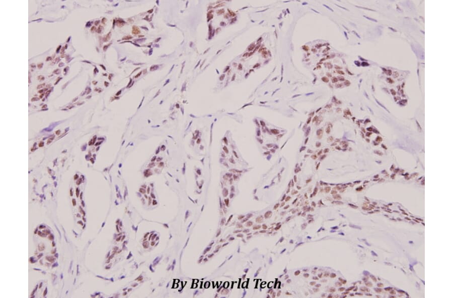Anti-Doublecortin (K292) Antibody from Bioworld Technology (BS1635) - Antibodies.com
