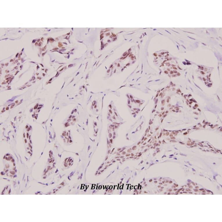 Anti-Doublecortin (K292) Antibody from Bioworld Technology (BS1635) - Antibodies.com