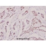 Anti-Doublecortin (K292) Antibody from Bioworld Technology (BS1635) - Antibodies.com
