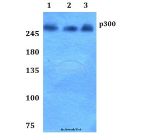 Anti-p300 (V6) Antibody from Bioworld Technology (BS1637) - Antibodies.com