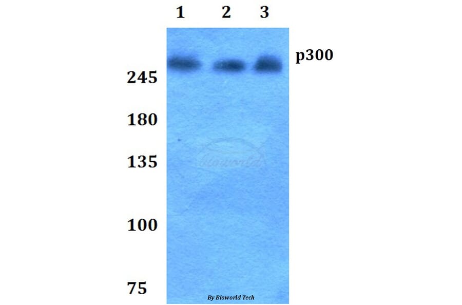 Anti-p300 (V6) Antibody from Bioworld Technology (BS1637) - Antibodies.com