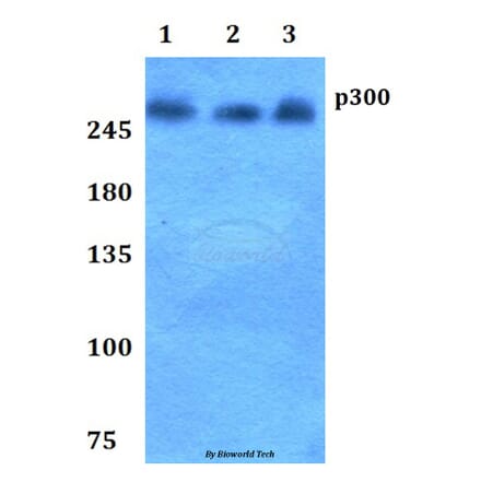 Anti-p300 (V6) Antibody from Bioworld Technology (BS1637) - Antibodies.com
