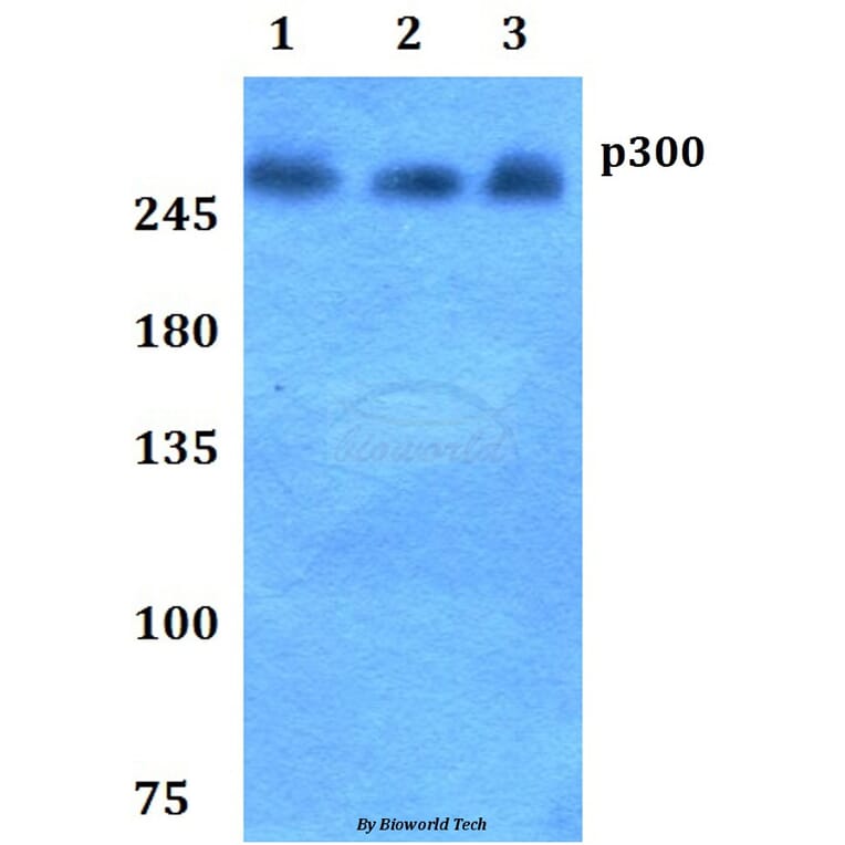Anti-p300 (V6) Antibody from Bioworld Technology (BS1637) - Antibodies.com