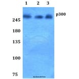 Anti-p300 (V6) Antibody from Bioworld Technology (BS1637) - Antibodies.com