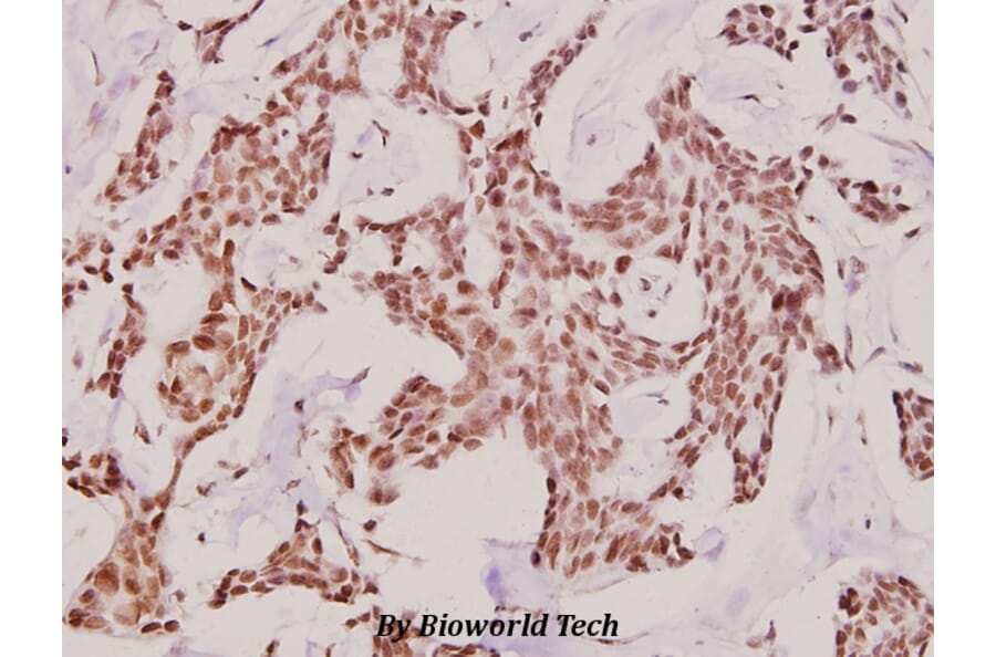 Anti-p300 (V6) Antibody from Bioworld Technology (BS1637) - Antibodies.com