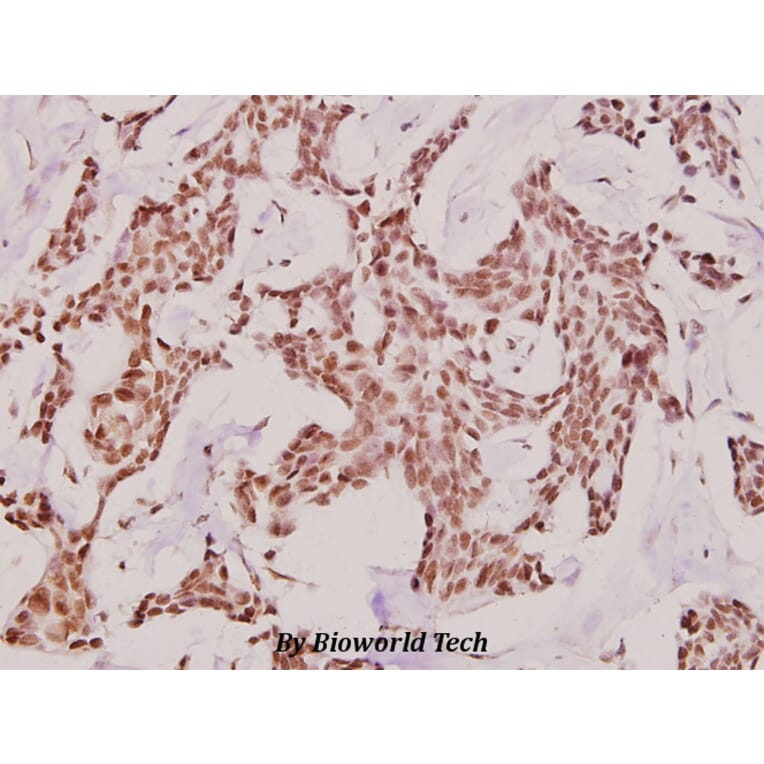 Anti-p300 (V6) Antibody from Bioworld Technology (BS1637) - Antibodies.com