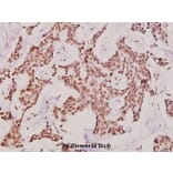 Anti-p300 (V6) Antibody from Bioworld Technology (BS1637) - Antibodies.com