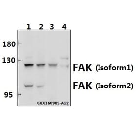 Anti-FAK (I401) Antibody from Bioworld Technology (BS1641) - Antibodies.com