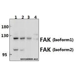 Anti-FAK (I401) Antibody from Bioworld Technology (BS1641) - Antibodies.com