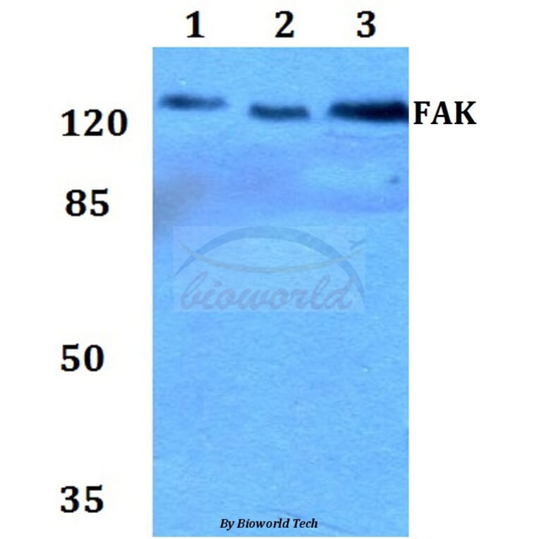 Anti-FAK (P906) Antibody from Bioworld Technology (BS1642) - Antibodies.com