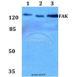 Anti-FAK (P906) Antibody from Bioworld Technology (BS1642) - Antibodies.com