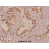 Anti-FAK (P906) Antibody from Bioworld Technology (BS1642) - Antibodies.com