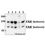 Anti-FAK (Y570) Antibody from Bioworld Technology (BS1643) - Antibodies.com