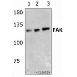 Anti-FAK (Y570) Antibody from Bioworld Technology (BS1643) - Antibodies.com