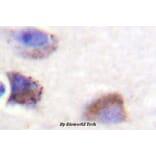 Anti-FAK (Y570) Antibody from Bioworld Technology (BS1643) - Antibodies.com