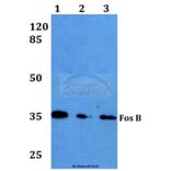 Anti-Fos B (S23) Antibody from Bioworld Technology (BS1645) - Antibodies.com