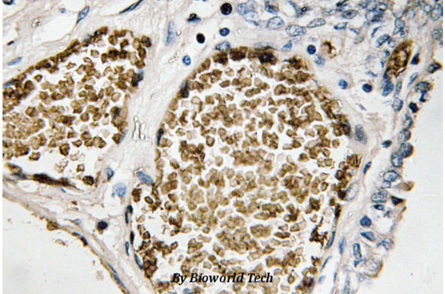 Anti-Fos B (S23) Antibody from Bioworld Technology (BS1645) - Antibodies.com
