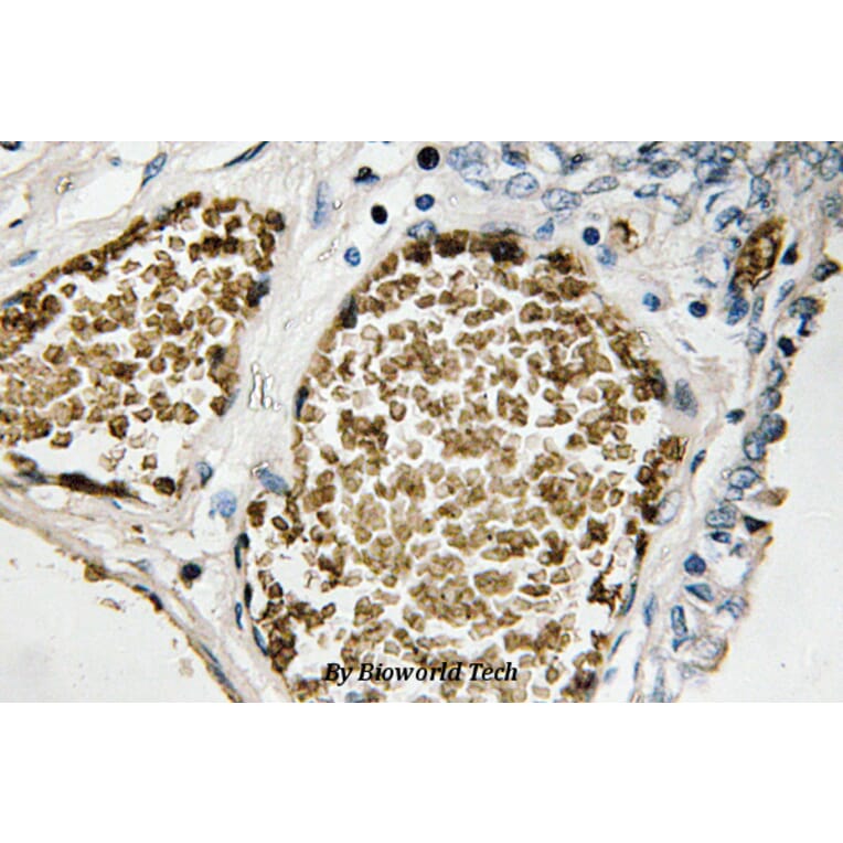 Anti-Fos B (S23) Antibody from Bioworld Technology (BS1645) - Antibodies.com