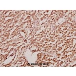 Anti-GATA2/3 (K304) Antibody from Bioworld Technology (BS1646) - Antibodies.com