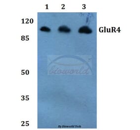 Anti-GluR4 (K858) Antibody from Bioworld Technology (BS1649) - Antibodies.com