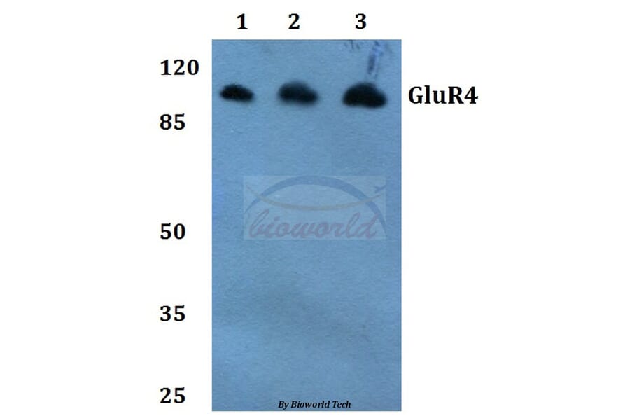 Anti-GluR4 (K858) Antibody from Bioworld Technology (BS1649) - Antibodies.com