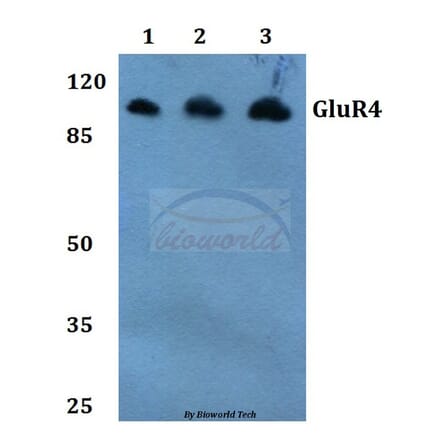 Anti-GluR4 (K858) Antibody from Bioworld Technology (BS1649) - Antibodies.com