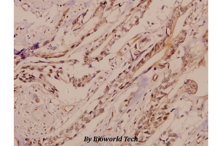 Anti-GluR4 (K858) Antibody from Bioworld Technology (BS1649) - Antibodies.com