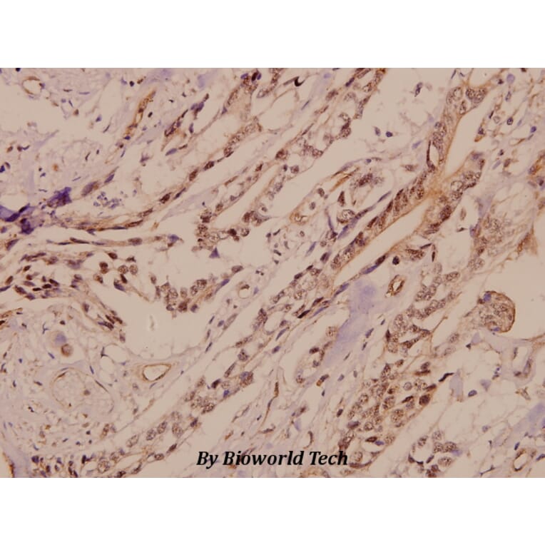 Anti-GluR4 (K858) Antibody from Bioworld Technology (BS1649) - Antibodies.com