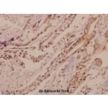 Anti-GluR4 (K858) Antibody from Bioworld Technology (BS1649) - Antibodies.com