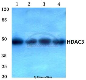 Anti-HDAC3 (Y414) Antibody from Bioworld Technology (BS1651) - Antibodies.com