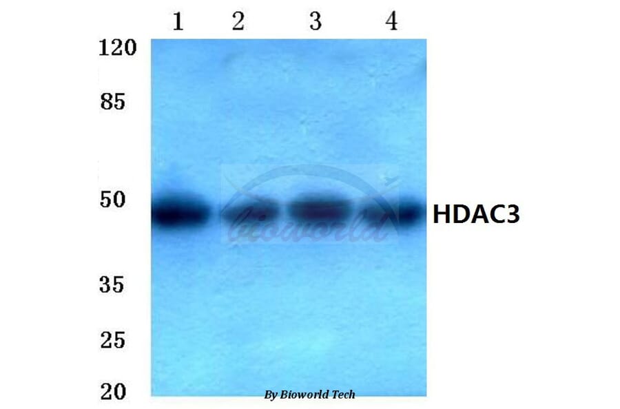 Anti-HDAC3 (Y414) Antibody from Bioworld Technology (BS1651) - Antibodies.com