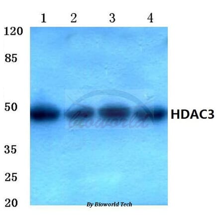 Anti-HDAC3 (Y414) Antibody from Bioworld Technology (BS1651) - Antibodies.com