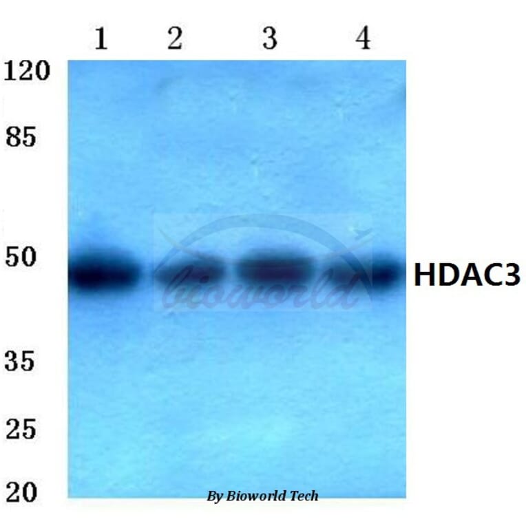 Anti-HDAC3 (Y414) Antibody from Bioworld Technology (BS1651) - Antibodies.com