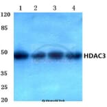 Anti-HDAC3 (Y414) Antibody from Bioworld Technology (BS1651) - Antibodies.com