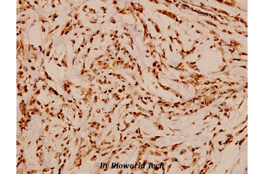 Anti-HDAC3 (Y414) Antibody from Bioworld Technology (BS1651) - Antibodies.com