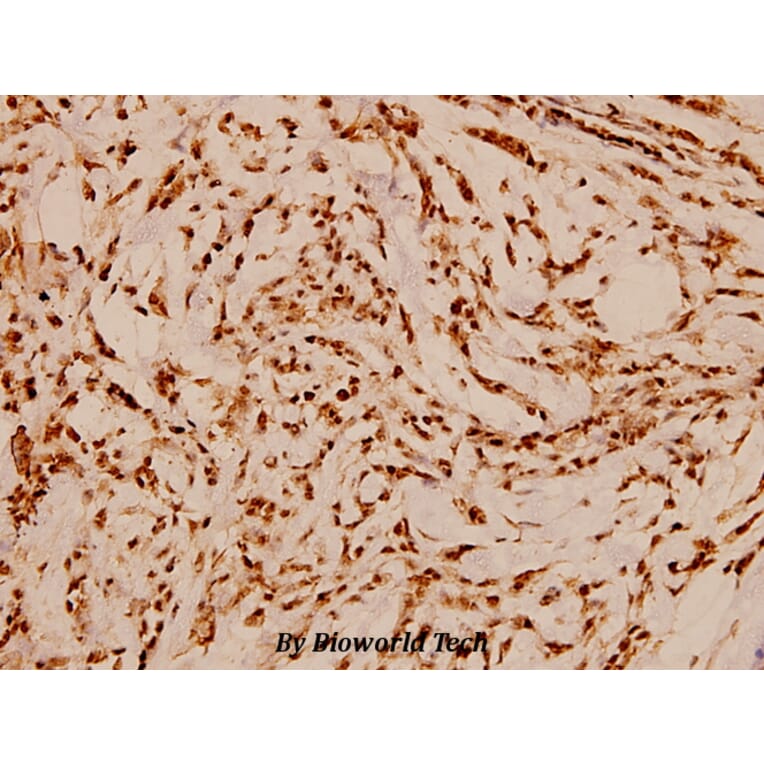 Anti-HDAC3 (Y414) Antibody from Bioworld Technology (BS1651) - Antibodies.com