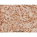 Anti-HDAC3 (Y414) Antibody from Bioworld Technology (BS1651) - Antibodies.com
