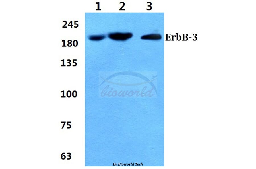 Anti-ErbB-3 (S1285) Antibody from Bioworld Technology (BS1654) - Antibodies.com