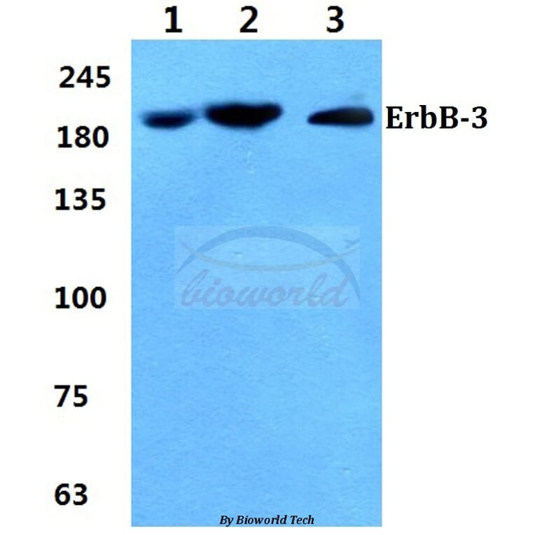 Anti-ErbB-3 (S1285) Antibody from Bioworld Technology (BS1654) - Antibodies.com