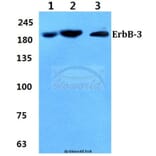 Anti-ErbB-3 (S1285) Antibody from Bioworld Technology (BS1654) - Antibodies.com