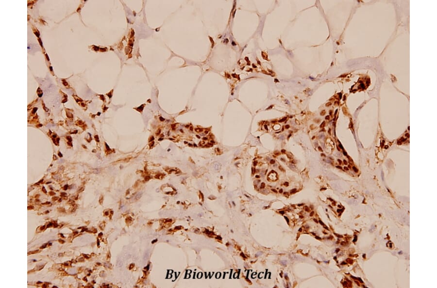 Anti-ErbB-3 (S1285) Antibody from Bioworld Technology (BS1654) - Antibodies.com