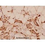 Anti-ErbB-3 (S1285) Antibody from Bioworld Technology (BS1654) - Antibodies.com